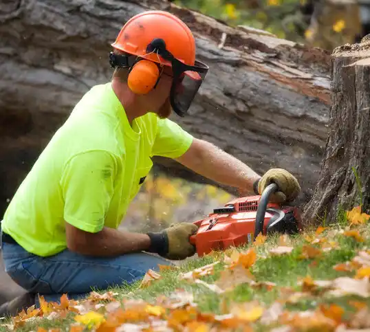 tree services Whitehouse